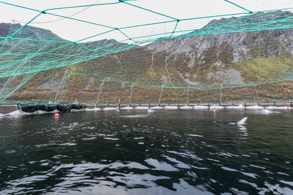 Foto: Lidunn Mosaker Boge