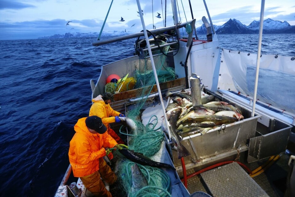 Denne uken har det vært rekordhøye priser på skrei. Her fiskes det i skreisesongen i 2015 ved Gryllefjord utenfor Senja. Illustrasjonsfoto: Cornelius Poppe, NTB scanpix
