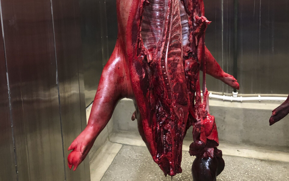 Ifølge Mattilsynet kan grisen ha våknet opp fra bedøvelsen og vært bevisst under skålding. Foto: Mattilsynet, NTB scanpix