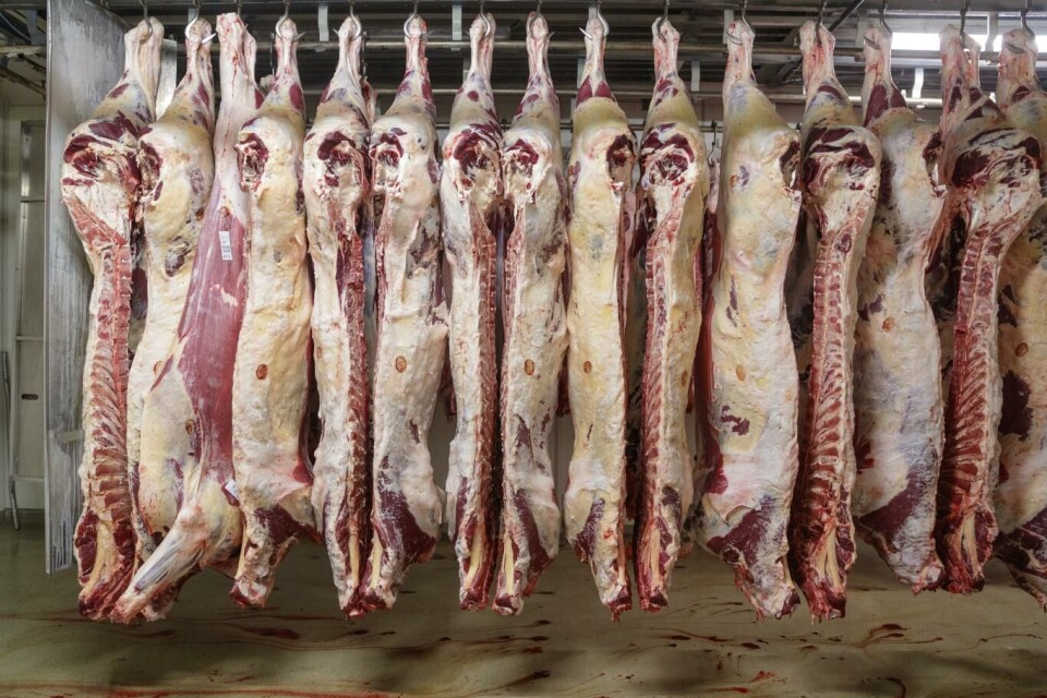 Fatland slakteri sliter med liten tilgang til kjøtt på grunn av tørkesommeren i 2018. Foto: Cornelius Poppe, NTB scanpix