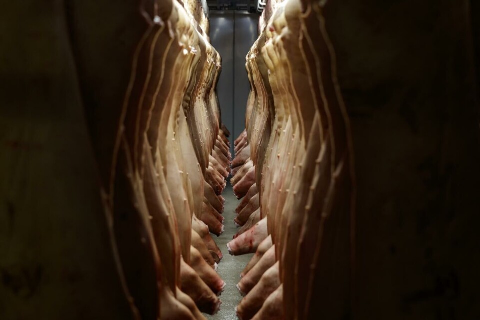 Svinenæringen får nå lovpålagt et dyrevelferdsprogram. Foto: Cornelius Poppe, NTB scanpix