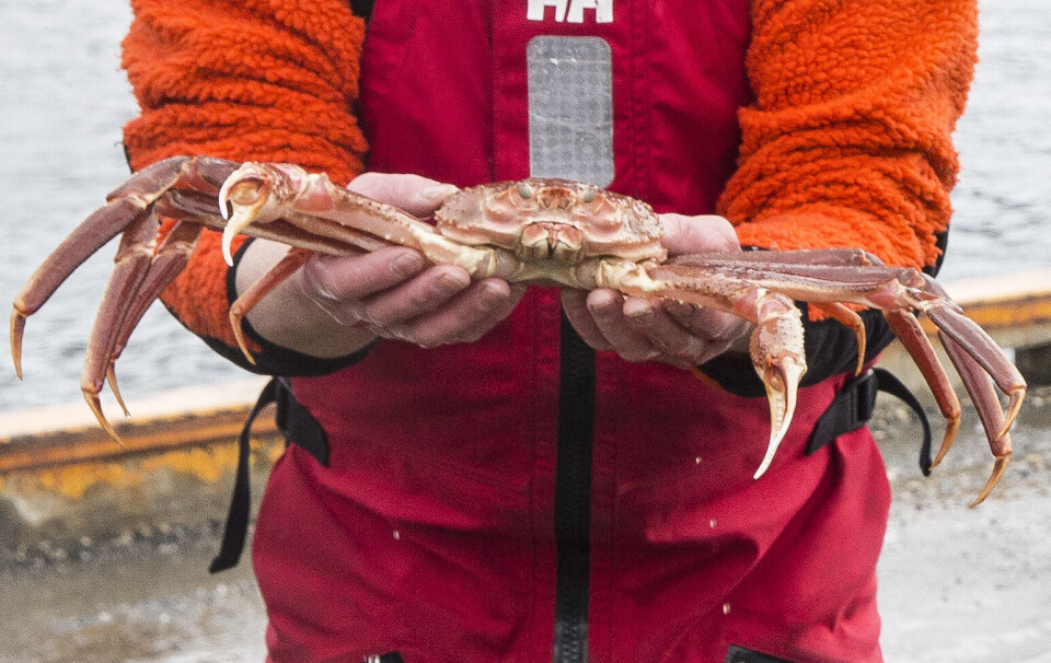 Snøkrabber som man finner utenfor Svalbard, er en ettertraktet delikatesse. Nå vil Fiskeridirektoratet ha bedre oversikt i sårbare områder.