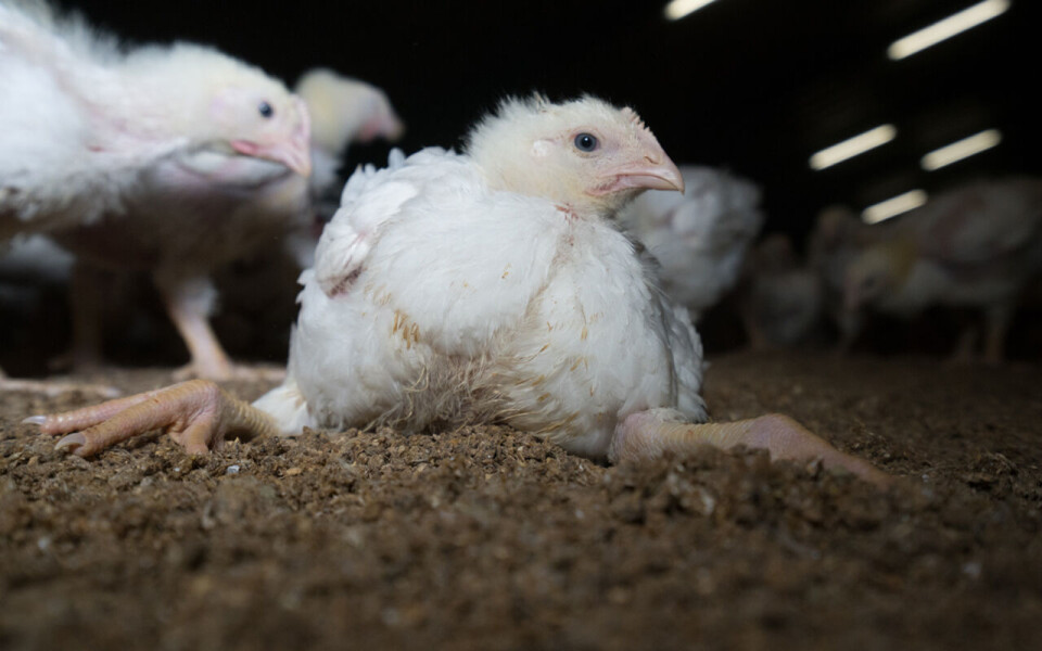 Ross 308 har lenge vært totalt dominerende i norsk kyllingproduksjon. Nå anslår Kjøtt- og fjørfebransjens Landsforbund (KLF) at den utgjør rundt 75 prosent av kyllingproduksjonen.