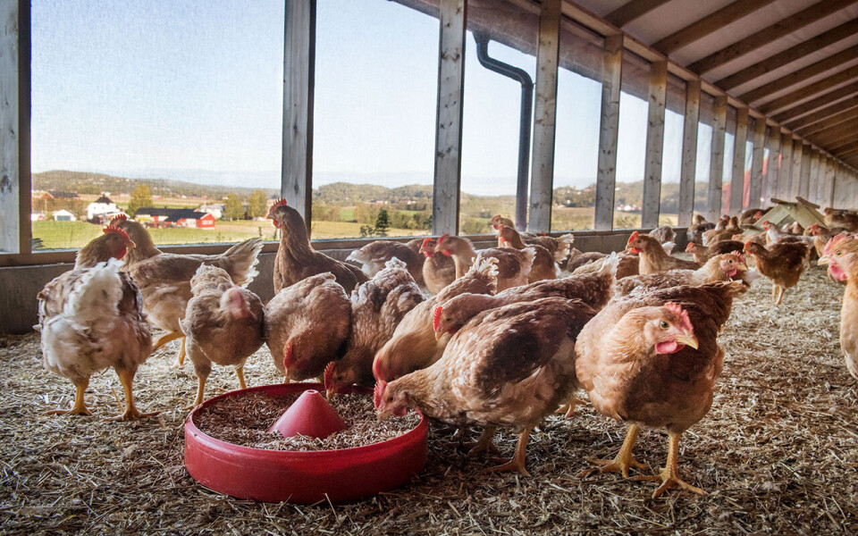Lerstang kylling fra Gårdsand i Revetal i Vestfold produseres nå helt uten soya.