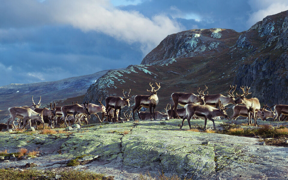 Rein fra Jotunheimen er nå en beskyttet geografisk betegnelse.