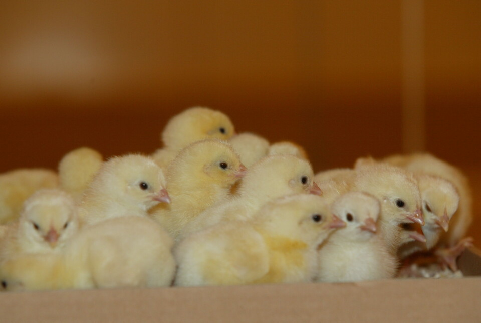 Norsk Kylling i Midtre Gauldal stenges ned etter et smitteutbrudd i kommunen. Illustrasjonsfoto: Berit Roald, NTB