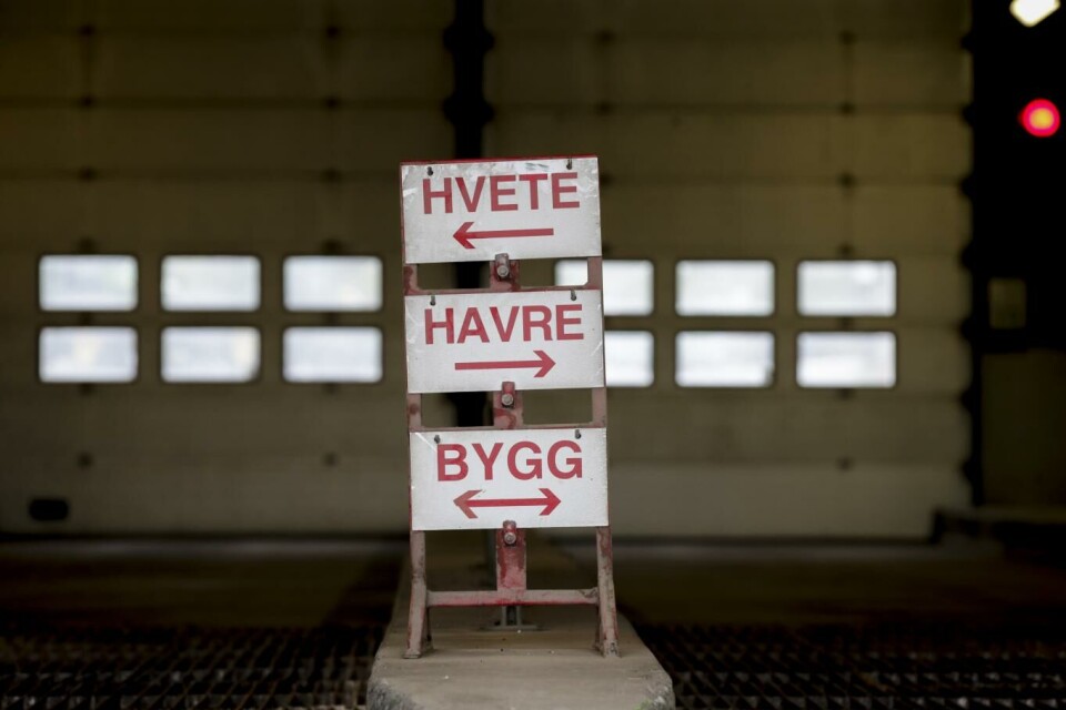 Felleskjøpet Agri justerer opp prognosen for norsk korn
