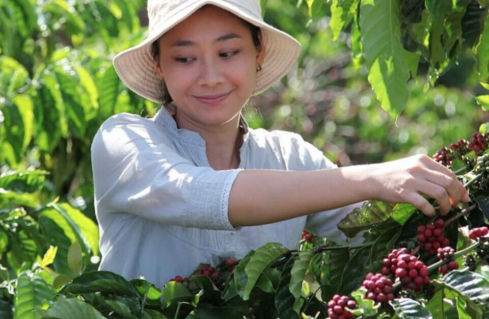 Investerer 11 milliarder i bærekraftig kaffeproduksjon