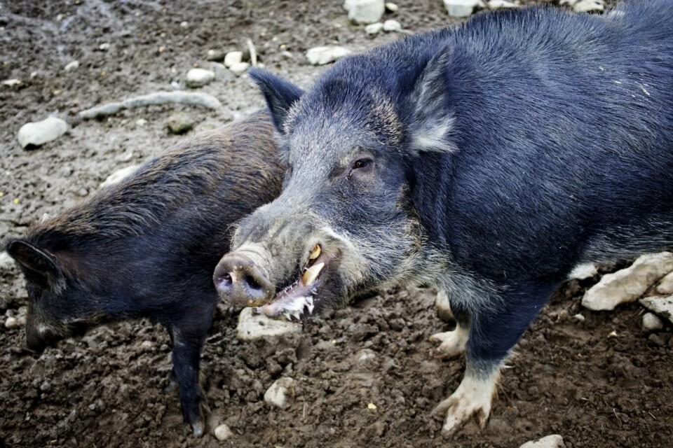 Illustrasjonsfoto: Kyrre Lien, NTB