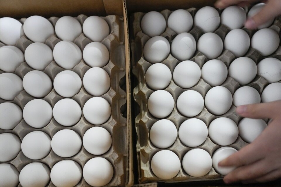 Flere kunder har opplevd at butikkhyllene har vært tomme for egg. Foto: Seth Wenig | AP