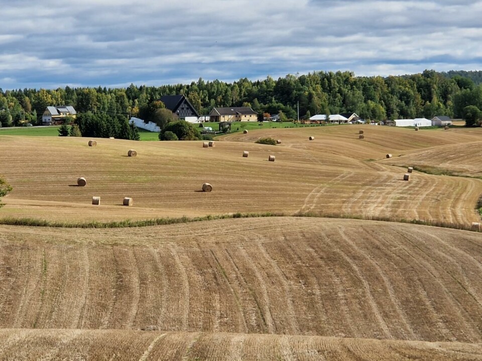 Kornåkre som ikke høstpløyes gir mindre avrenning til vassdrag. Foto: Henrik Ebne