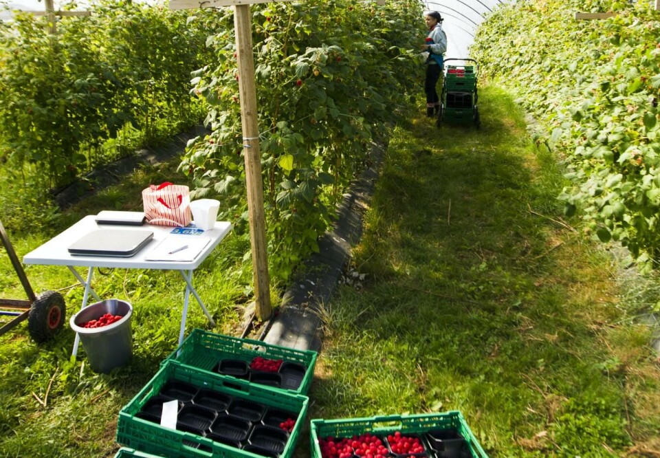 Norske frukt- og grøntbønder vil ha langt høyere priser for forbrukerne. Foto: Vegard Grøtt, NTB