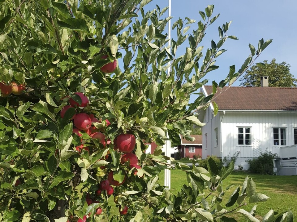 Epler ved Berger Nordre gård i Bærum. Bildet ble tatt i fjor. Foto: Hans Holmen, NTB scanpix