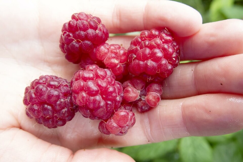 10 av 20 som ble smittet av hepatitt A i et utbrudd i år, hadde spist fryste bringebær fra samme leverandør. Illustrasjonsfoto: Gorm Kallestad, NTB