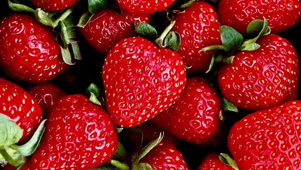 Bama planlegger å selge rundt 7,6 millioner kurver norske jordbær denne sesongen.