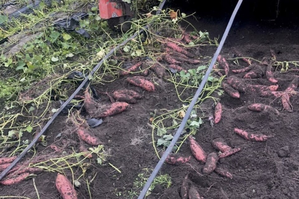 Norsk søtpotet blir en realitet. Foto: Leif Thore Bjertnæs
