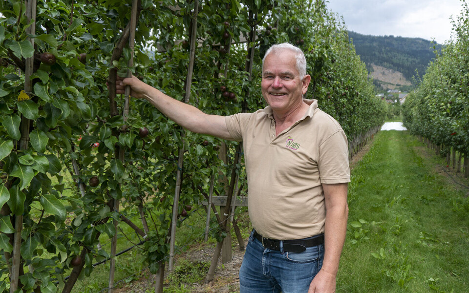 Foto Stein Harald Hjeltnes har spilt en nøkkelrolle i utviklingen av pæresorten Celina, i dag den viktigste i Norge, og med en stadig økende utbredelse utenlands. Foto: Arne Kongsnes