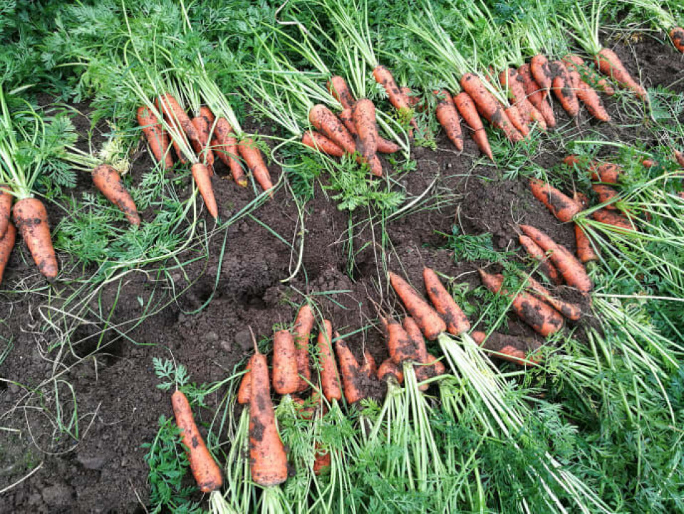 Økologiske gulrøtter. Foto: Elin Rømo Grande.