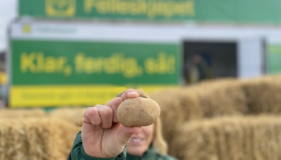 Vi må dyrke mer mat sjøl, mener det norske folk. Felleskjøpet starter den landsdekkende aksjonen «Klar, ferdig, så», og deler denne uka ut over 20.000 settepoteter.