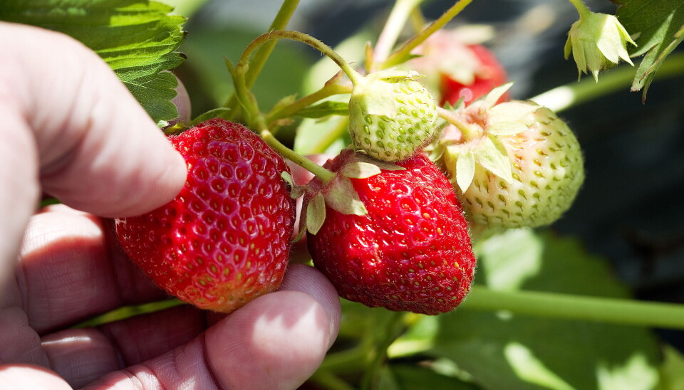 Dårlig kronekurs er noe av det som gjør det vanskelig for bøndene å få tak i sesongarbeidere, mener Bondelaget.
