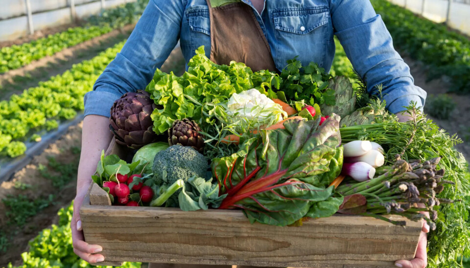 En rekke aktører innen økologisk matproduksjon synes at Landbruksdirektoratets produksjons- og omsetningstall ikke gir et godt nok bildet av den faktiske situasjonen i markedet.