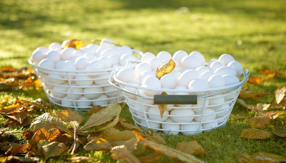 Nortura vil i nærmeste fremtid ha signert opp mot 30 nye produsenter. Nortura vil i nærmeste fremtid ha signert opp mot 30 nye produsenter.