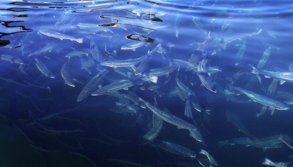 Mattilsynet gir pisk til oppdrettsnæringen og ber dem endre driften for bedre å ivareta fisken. Mattilsynet gir pisk til oppdrettsnæringen og ber dem endre driften for bedre å ivareta fisken.