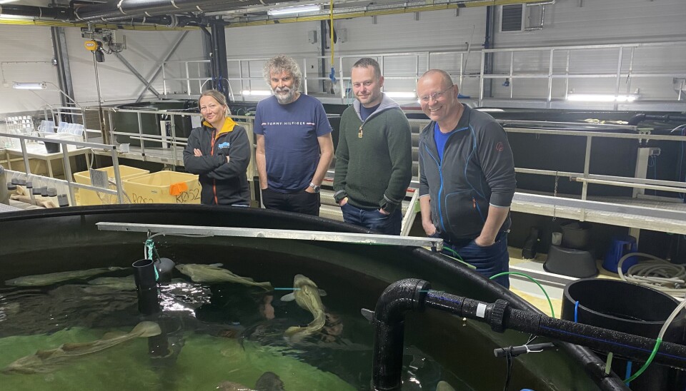 Kristin Sommerseth Johansen fra Havbruksstasjonen i Tromsø, Morten Berntsen fra Kiwa, Richard Johansen fra Havbruksstasjonen i Tromsø og Roy-Helge Andreassen fra Kiwa med Torskeavlsprogrammets stamfisk ved Havbruksstasjonen i Tromsø.
