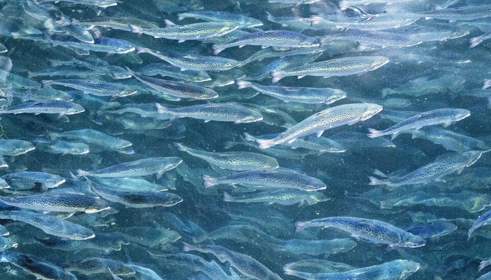 Laksen på anlegget i Trøndelag hadde mer enn tre ganger så mye lus som det som er lovlig grense.