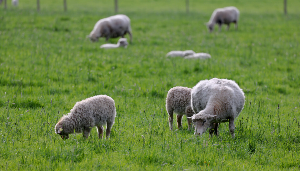 Sauekjøtt er ikke særlig populært i Norge. Derfor vil Noridane eksportere kjøttet til Oman. Sauekjøtt er ikke særlig populært i Norge. Derfor vil Noridane eksportere kjøttet til Oman.