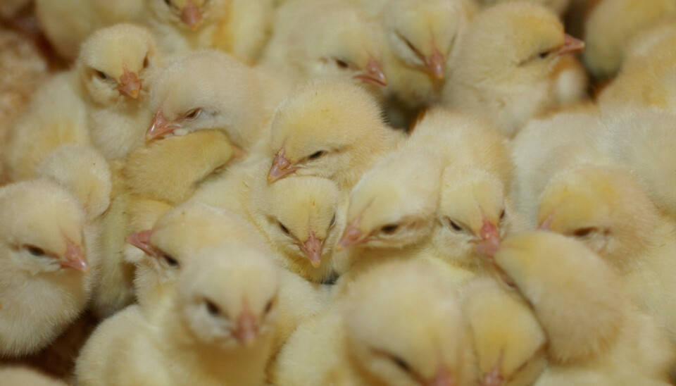 Ett døgn gamle kyllinger er slakteklare etter fire-fem uker. Ett døgn gamle kyllinger er slakteklare etter fire-fem uker.
