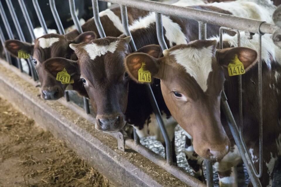 Ved utgangen av forrige uke var det rundt 360 tonn storfekjøtt på lager. Mangel på storfekjøtt har ført til at tollsatsene er redusert og det åpnes for import for å forsyne markedet. Foto: Terje Bendiksby, NTB scanpix