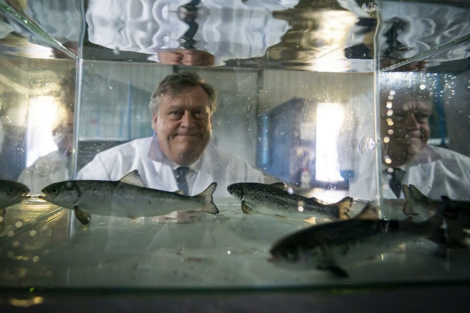 Fiskeriminister Harald T. Nesvik ser på laksesmolt under et besøk til Cermaq sitt smoltanlegg i Punta Arenas i Chile. Foto: Heiko Junge, NTB scanpix