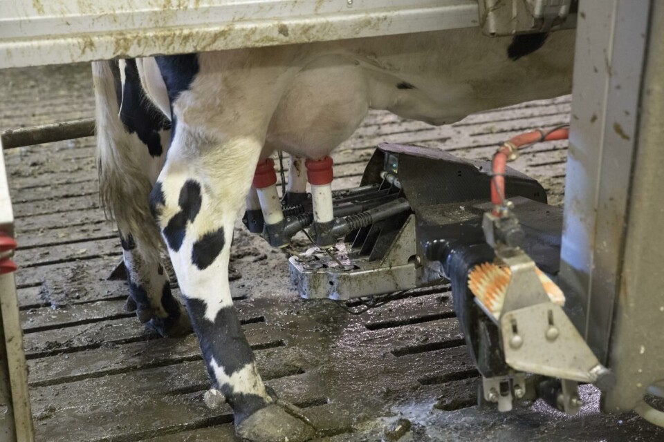 Folk drikker stadig mindre melk. De kommende årene skal hele 100 millioner liter ut av den norske produksjonen. Illustrasjonsfoto: Terje Bendiksby, NTB scanpix
