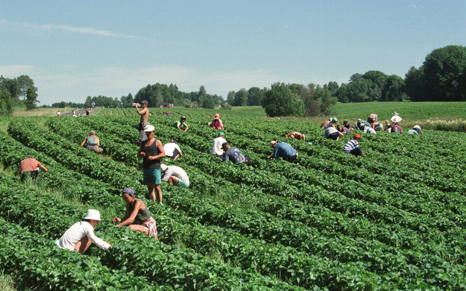 Mat- og drikkebransjen starter årets lønnsforhandlinger 14. og 15. september med kjøttindustrien. 27. og 28. oktober er det jordbruk og gartneri, en overenskomst som har en av Norges laveste minstelønnssatser.