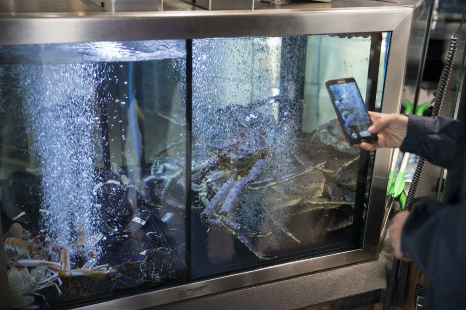 Akvarium med levende kongekrabbe i Pipervika Seafood på Rådhuskaia. Det er for tiden store problemer med å få solgt nok kongekrabbe i Norge. Foto: Berit Roald, NTB scanpix