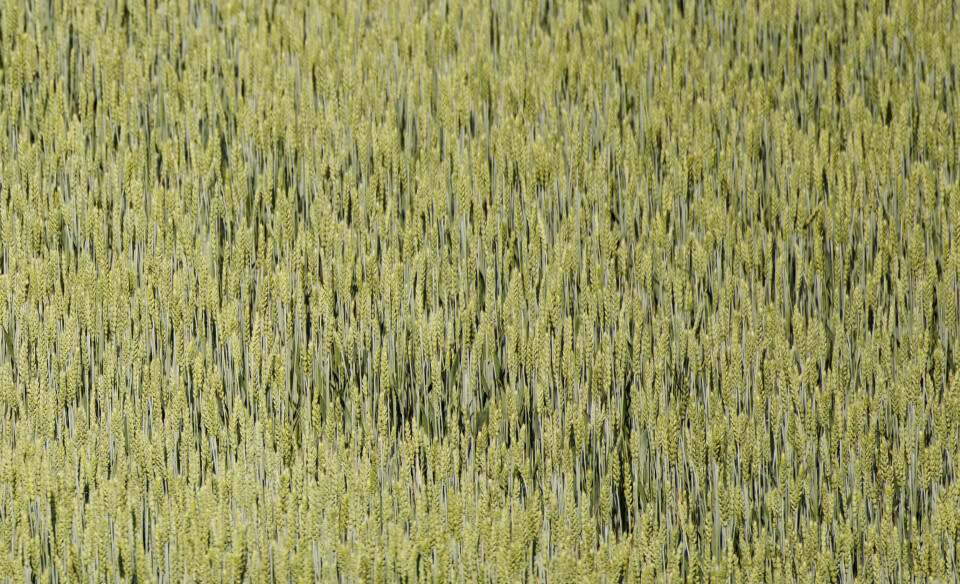 Illustrasjonsfoto: Fredrik Varfjell, NTB