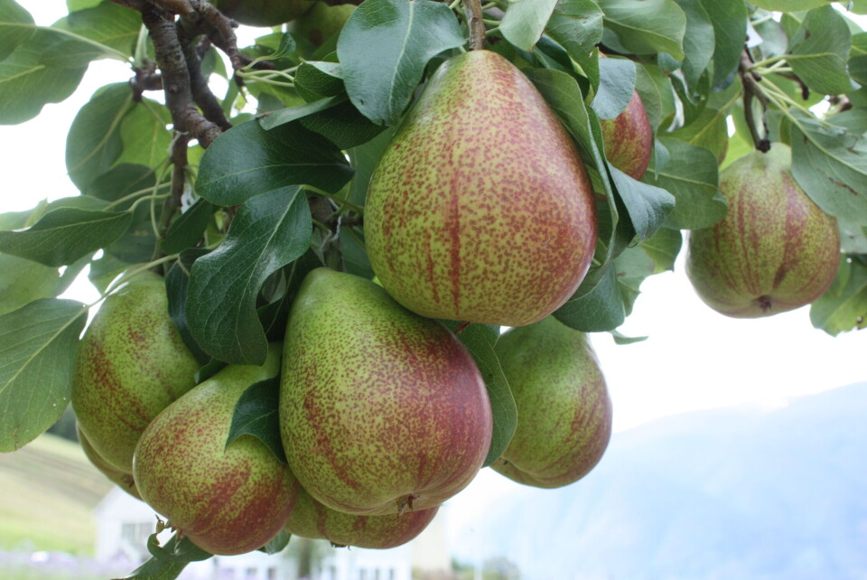 Tilskudd til opplæring i grøntnæringen