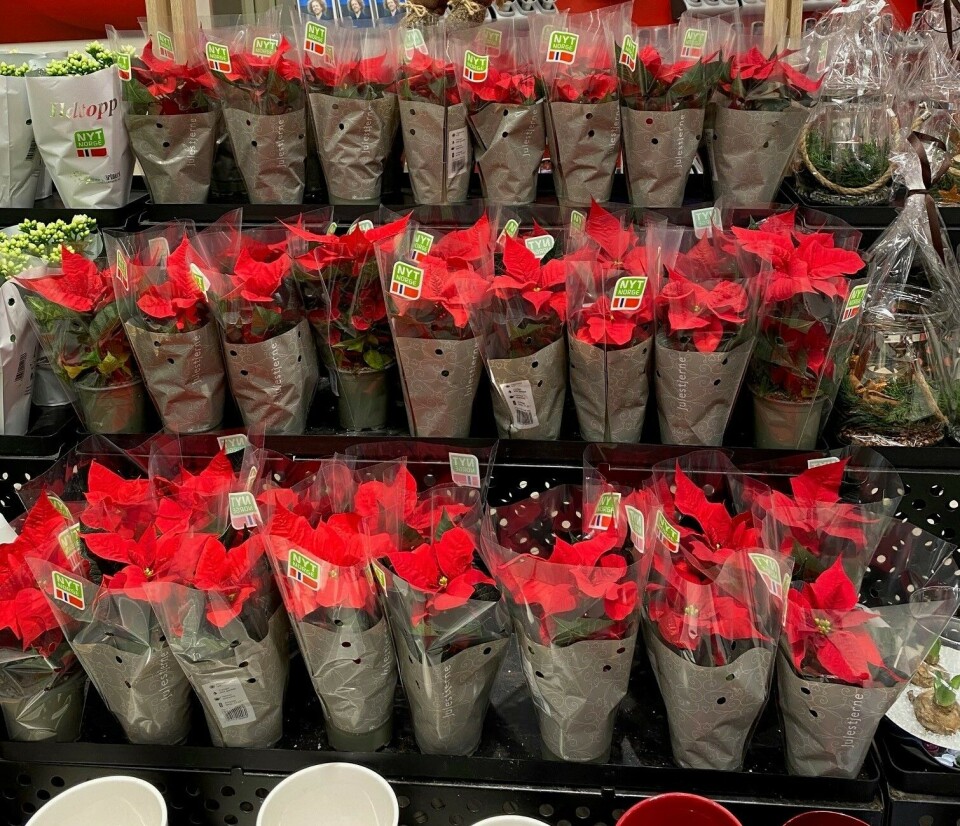 Julestjerne selges i alle Coops butikker. Foto: Coop