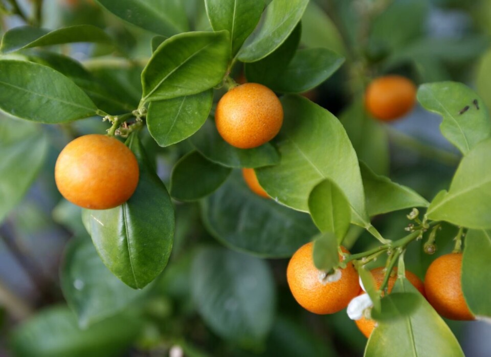 Brasils appelsinhøst trues av en lusesykdom det ikke finnes noen kur mot.
