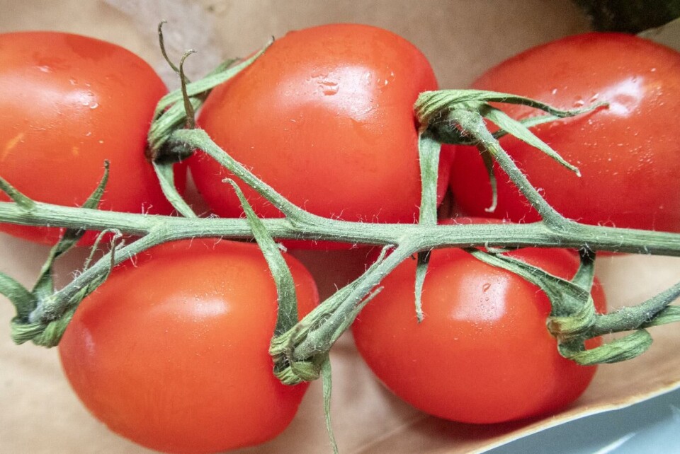 Det smittsomme tomatbrunflekkviruset er påvist i Norge for første gang. Foto: Gorm Kallestad, NTB