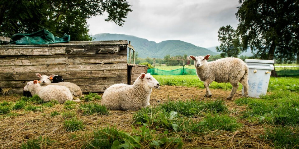 Alle økologiske produksjoner er telt og dokumentert, inkludert disse lammene. Foto: Debio/Espen Seierstad
