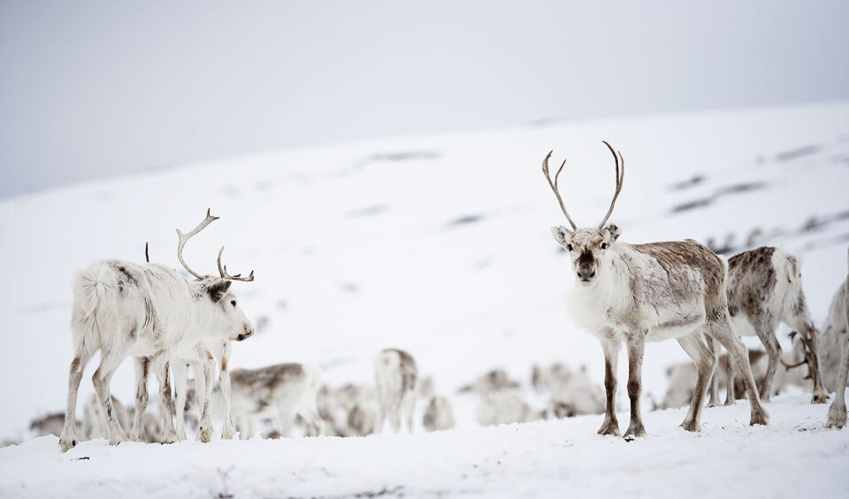 «Rein – helten på vidda» er en av de store satsingene under Umami Arena i Lillestrøm 14. – 17. februar.