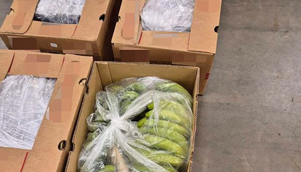 147 kilo kokain be funnet i banankasser hos Bama.