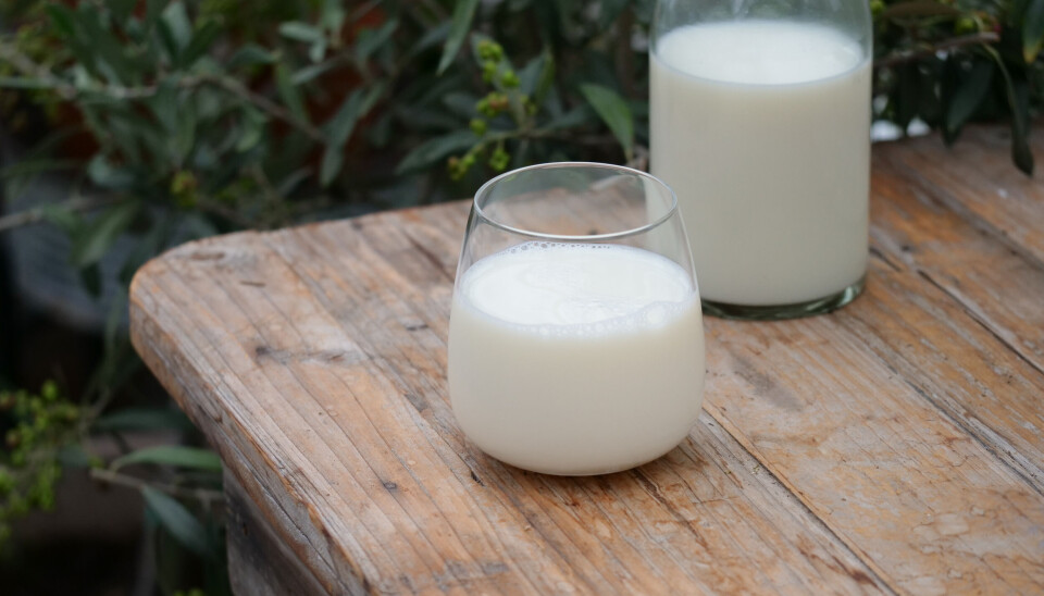 Flere nordmenn velger økologisk melk – særlig helmelk og lettmelk 1,0 %.