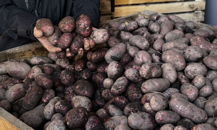 Årets vær har preget trønderpotetene – Bama justerer sorteringen