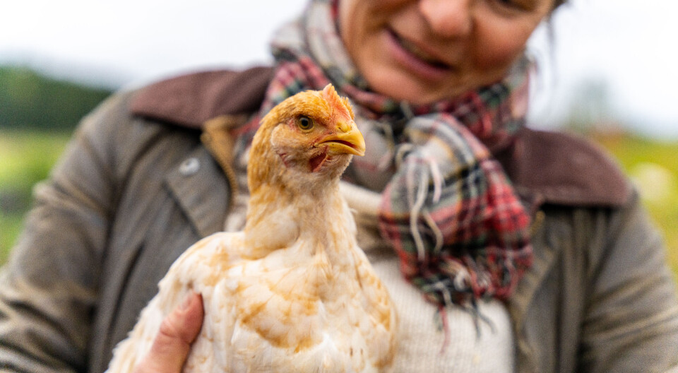 Øl- og kyllingbeinrester kan bli fremtidens laksemat