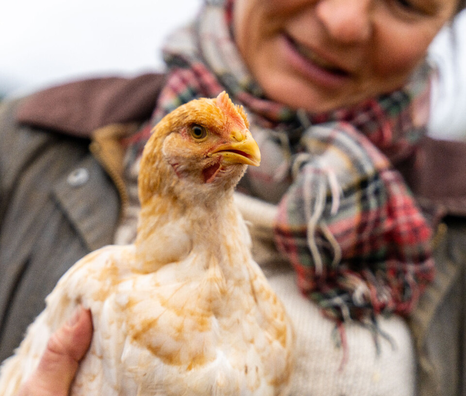 Øl- og kyllingbeinrester kan bli fremtidens laksemat