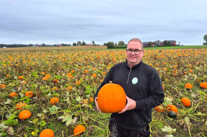 800 tonn norske Halloween-gresskar fra Bama