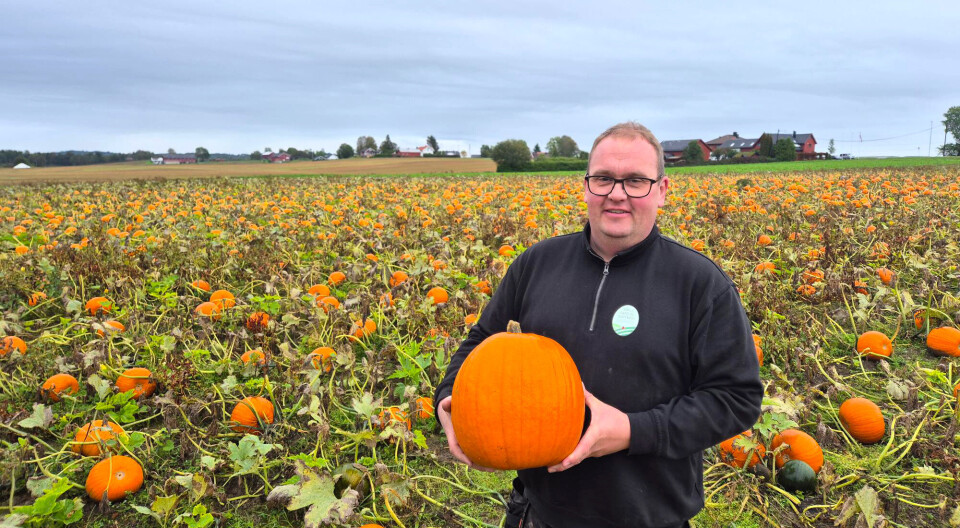 800 tonn norske Halloween-gresskar fra Bama
